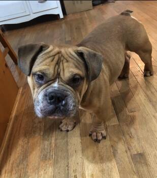 Kirby -  American Bulldog Dog for Adoption in Sautee Nacoochee, Georgia - Kirby | PetCurious