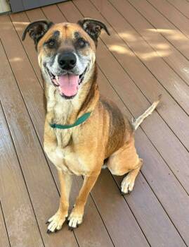 Rescue German Shepherd Dog and Mixed Breed Dogs for Adoption in St. Augustine, Florida - Bestie | PetCurious