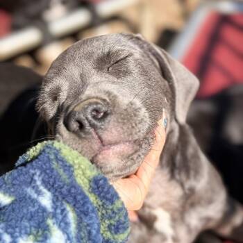 Bulbasaur -  Pit Bull Terrier and Rottweiler Dog for Adoption in Portland, Oregon - Bulbasaur | PetCurious