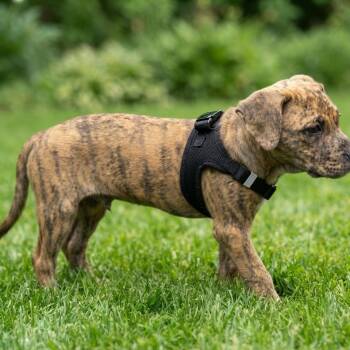 Le Tigre -  Dachshund and Mixed Breed Dog for Adoption in Las Vegas, Nevada - Le Tigre | PetCurious