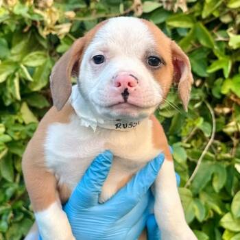 American Staffordshire Terrier and Chihuahua Dogs Available for Adoption - Russell | PetCurious