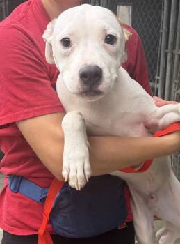 Scotty -  Mixed Breed Dog for Adoption in Elizabethtown, North Carolina - Scotty | PetCurious