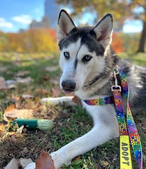 Omaha -  Siberian Husky Dog for Adoption in New York, New York - Omaha | PetCurious