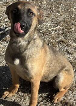 Anatolian Shepherd Dogs Available for Adoption in Frazier Park, California - Velma | PetCurious