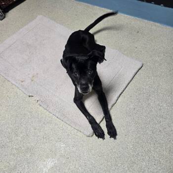 Eclipse -  Mixed Breed Dog for Adoption in Windsor, Virginia - Eclipse | PetCurious