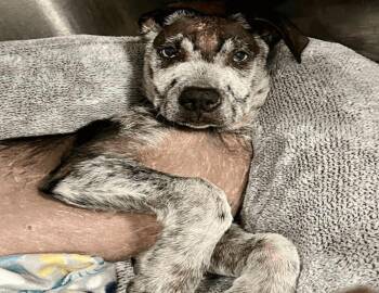 Xoloitzcuintli Mexican Hairless Dogs Available for Adoption - Mexi | PetCurious