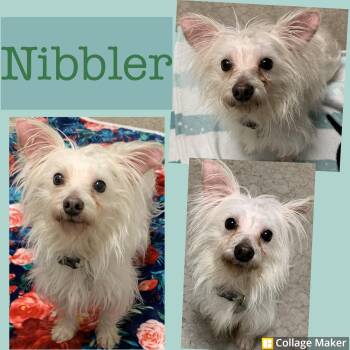 Maltese Dogs Available for Adoption - Nibbler | PetCurious