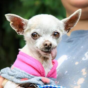 Chihuahua Dogs Available for Adoption in Versailles, Kentucky - Appt. Pending - Frida | PetCurious