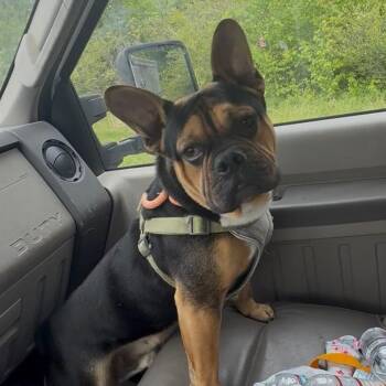 French Bulldog and Mixed Breed Dogs Available for Adoption in New York, New York - Spunky | PetCurious