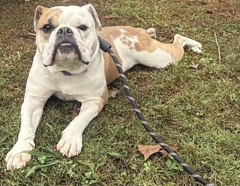 Rescue English Bulldog Dogs for Adoption in Hartselle, Alabama - Margo | PetCurious