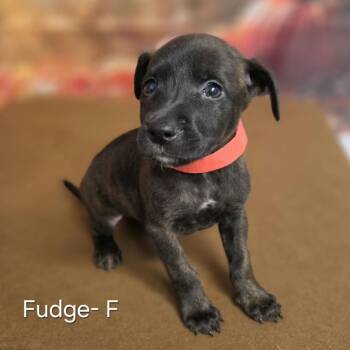 Fudge -  Retriever and Mixed Breed Dog for Adoption in Griswold, Connecticut - Fudge | PetCurious