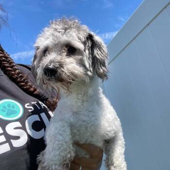Capri D11828 -  Miniature Poodle and Shih Tzu Dog for Adoption - Capri D11828 | PetCurious