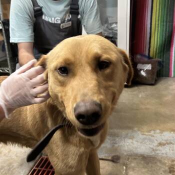 Butterscotch -  Mixed Breed and Golden Retriever Dog for Adoption in Eureka Springs, Arkansas - Butterscotch | PetCurious