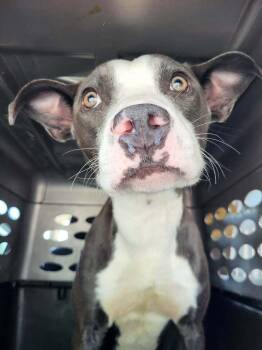 Saul -  Pit Bull Terrier Dog for Adoption in Pottstown, Pennsylvania - Saul | PetCurious
