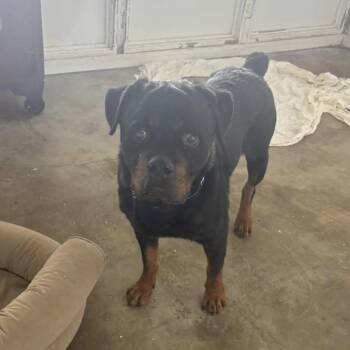 Grain -  Rottweiler Dog for Adoption in Clarksdale, Mississippi - Grain | PetCurious