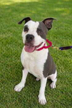 Moose -  Mixed Breed Dog for Adoption in Vero Beach, Florida - Moose | PetCurious