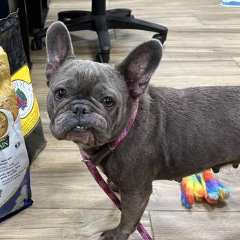French Bulldog Dogs Available for Adoption in Newark, New Jersey - Demi | PetCurious