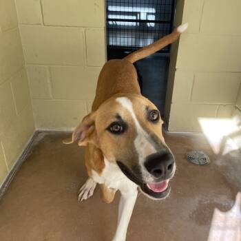 Rescue Anatolian Shepherd and Great Pyrenees Dogs for Adoption in Kyle, Texas - MERLE | PetCurious