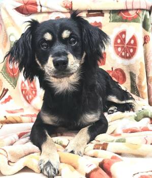 Baxter -  Dachshund and Spaniel Dog for Adoption in Los Angeles, California - Baxter | PetCurious