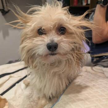 Doms -  Maltese Dog for Adoption in Los Angeles, California - Doms | PetCurious