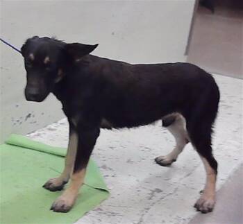 JACKSON -  German Shepherd Dog and Mixed Breed Dog for Adoption in Houston, Texas - JACKSON | PetCurious