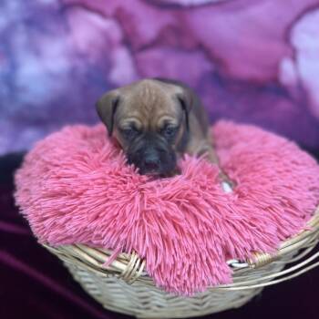 Mixed Breed Dogs Available for Adoption in East St. Louis, Illinois - Rosalie | PetCurious