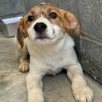 Eva -  Labrador Retriever and Mixed Breed Dog for Adoption in North Charleston, South Carolina - Eva | PetCurious