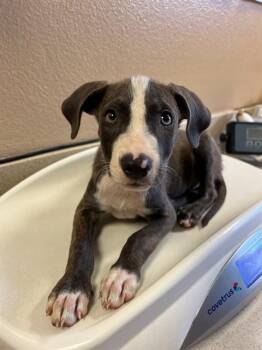 MELLY -  Pit Bull Terrier and Mixed Breed Dog for Adoption in Blythe, California - MELLY | PetCurious