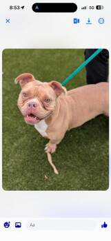 Vienna -  American Bulldog Dog for Adoption in Fort Worth, Texas - Vienna | PetCurious