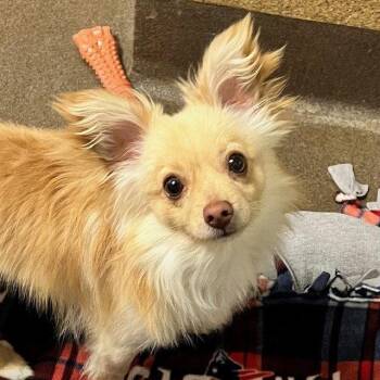 Chihuahua Dogs Available for Adoption - Kristoff | PetCurious