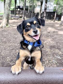 Roscoe -  Chihuahua and Beagle Dog for Adoption in Fairfax, Virginia - Roscoe | PetCurious
