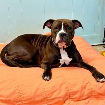 Mixed Breed Dogs Available for Adoption in Brookhaven, New York - Junie | PetCurious