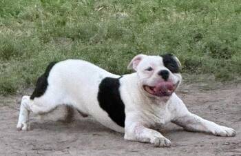 Boston Terrier and American Bulldog Dogs Available for Adoption in Syracuse, New York - Dustin | PetCurious