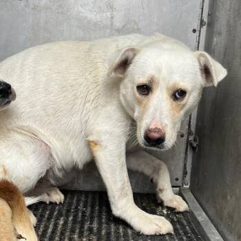 Barley -  Shepherd and Mixed Breed Dog for Adoption in Edinburg, Texas - Barley | PetCurious