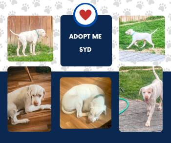 English Pointer Dogs Available for Adoption in Bridgeton, New Jersey - Syd (IL) | PetCurious