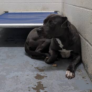 191780 LOOKING FOR OWNER -  Pit Bull Terrier Dog for Adoption in Ravenna, Ohio - 191780 LOOKING FOR OWNER | PetCurious