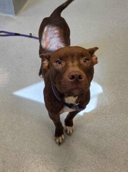 Adrien Brody -  Pit Bull Terrier and Mixed Breed Dog for Adoption in Chillicothe, Ohio - Adrien Brody | PetCurious