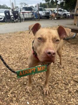 Rescue Terrier Dogs for Adoption in Greenville, South Carolina - Trooper | PetCurious