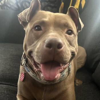 Rescue Pit Bull Terrier Dogs for Adoption in Chicago, Illinois - Tiffany | PetCurious