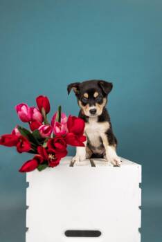 Shepherd Dogs Available for Adoption in Brighton, Colorado - 464-26 | PetCurious