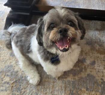 Phoenix -  Shih Tzu and Lhasa Apso Dog for Adoption in Westwood, New Jersey - Phoenix | PetCurious
