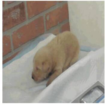 Labrador Retriever Dogs Available for Adoption in Tacoma, Washington - Big Red | PetCurious