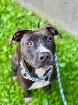 Juno -  Mixed Breed Dog for Adoption in Cincinnati, Ohio - Juno | PetCurious