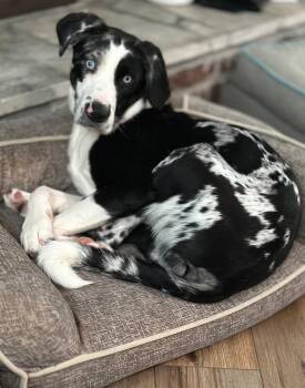 Archie -  Australian Cattle Dog Blue Heeler and Australian Shepherd Dog for Adoption - Archie | PetCurious