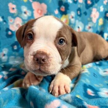 Pickles -  American Bully Dog for Adoption in Waterloo, Iowa - Pickles | PetCurious
