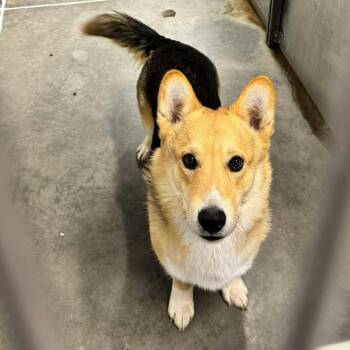 Cardigan Welsh Corgi Dogs Available for Adoption in Hannibal, Missouri - Pax | PetCurious