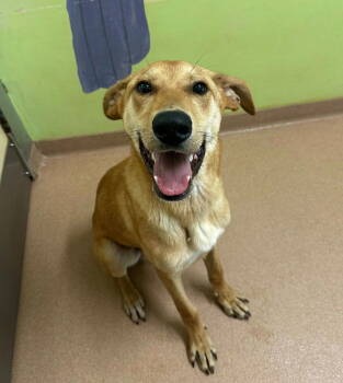 Rescue German Shepherd Dog and Hound Dogs for Adoption in Lovingston, Virginia - Bourbon | PetCurious