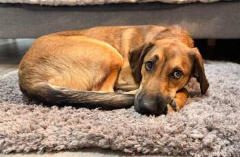 Shepherd Dogs Available for Adoption in Georgina, Ontario - Piper | PetCurious