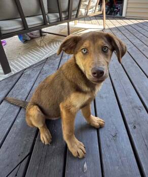 Shepherd Dogs Available for Adoption in Grand Rapids, Michigan - Meep | PetCurious