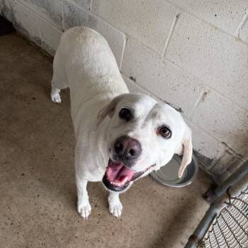Labrador Retriever Dogs Available for Adoption in Edinburg, Texas - Gardenia | PetCurious